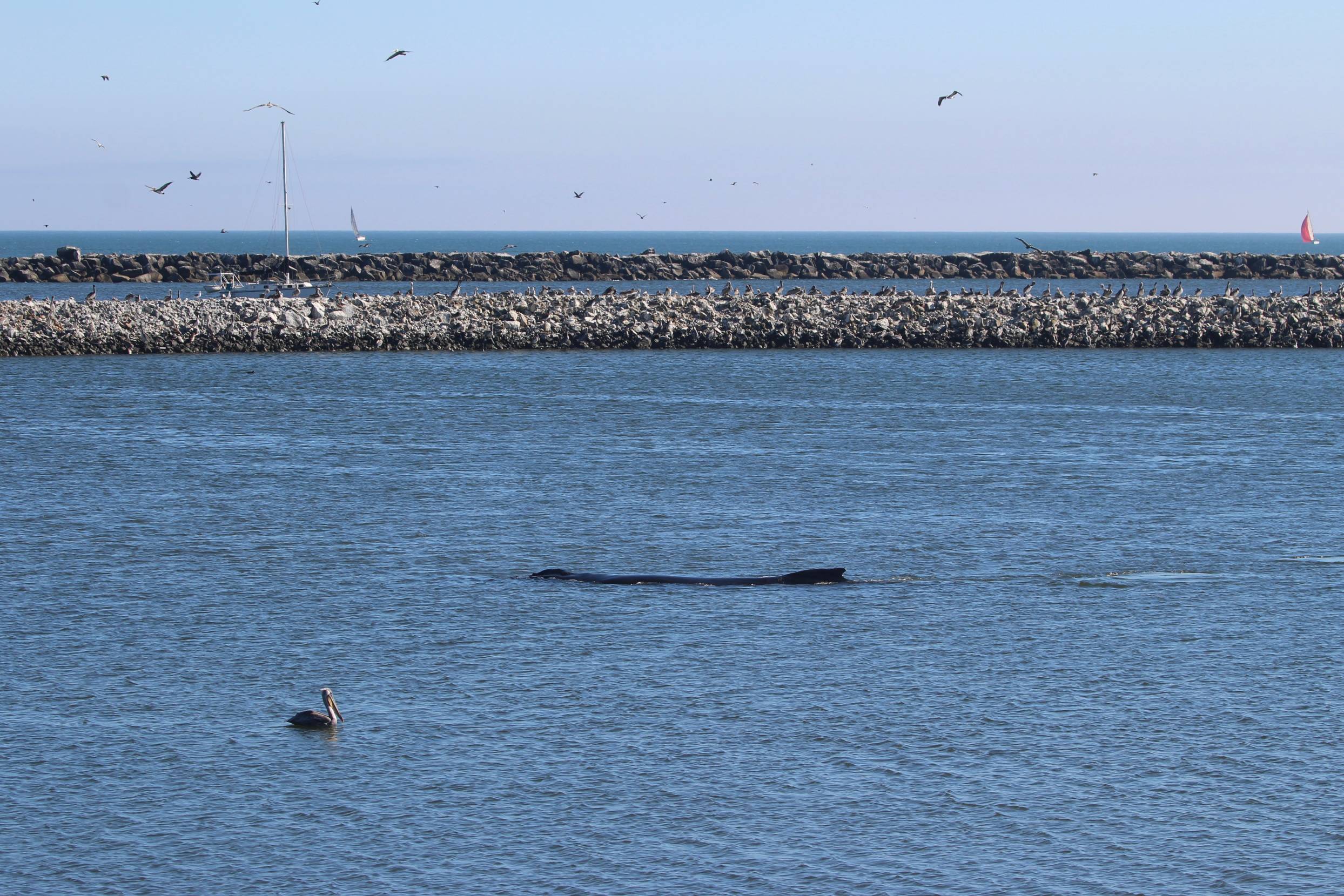 Visit Teresa T is name of the whale in Pillar Point Harbor near Half Moon Bay